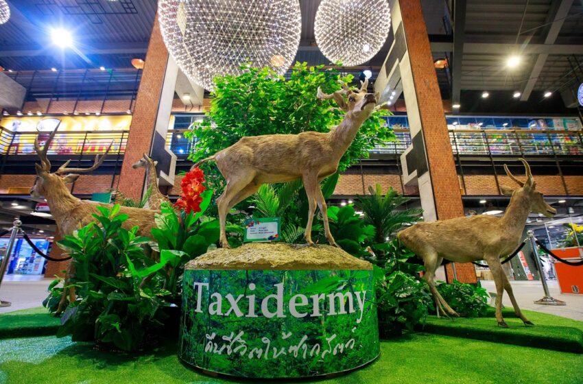  “เดอะ สตรีท รัชดา” จัดนิทรรศการ “Taxidermy”  เปิดประสบการณ์ชมสัตว์สตัฟฟ์ พร้อมตื่นตาไปกับมิวเซียมมีชีวิต