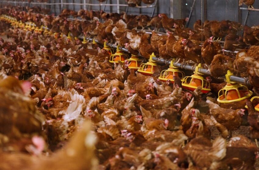  เกษมชัยฟู้ด เตรียมความพร้อมเพิ่มกำลังการผลิตไข่ไก่ปลอดกรง 3 เท่า ตั้งเป้าผลิต 100 ล้านฟองกลางปี 2569 รองรับความต้องการตลาด